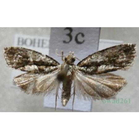 Epinotia nisella (Clerck, 1759) Czech3c